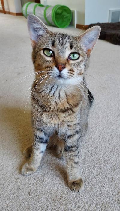 ~Nutella~ Courtesy Posting, an adoptable Domestic Short Hair & Tabby Mix in Moorhead, MN_image-2
