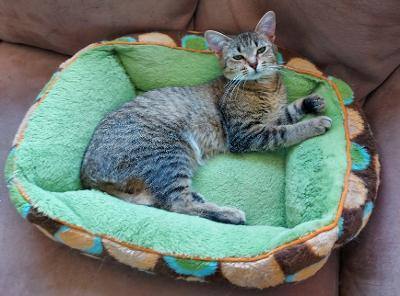 ~Nutella~ Courtesy Posting, an adoptable Domestic Short Hair & Tabby Mix in Moorhead, MN_image-3