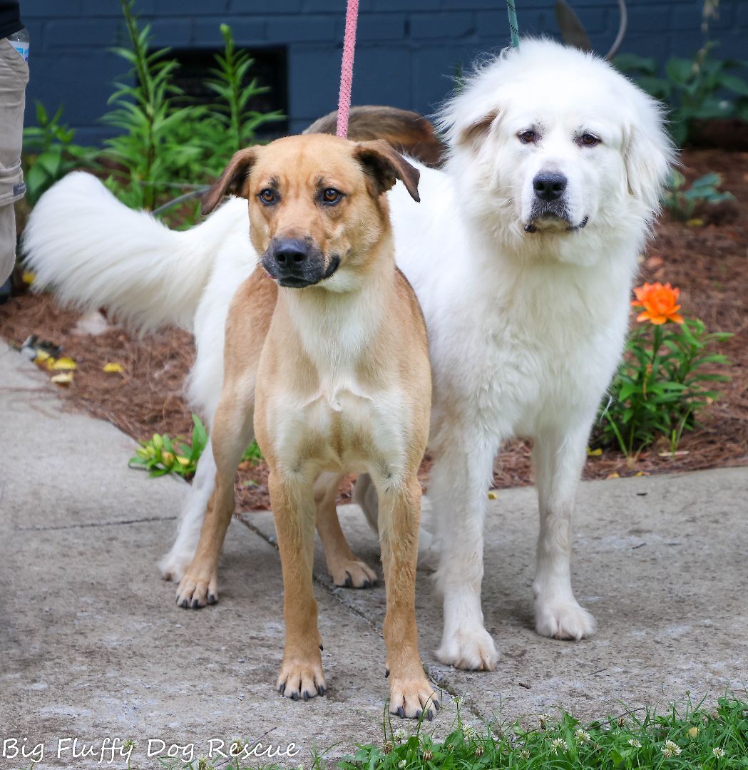 Admiral and Contessa (bonded pair)