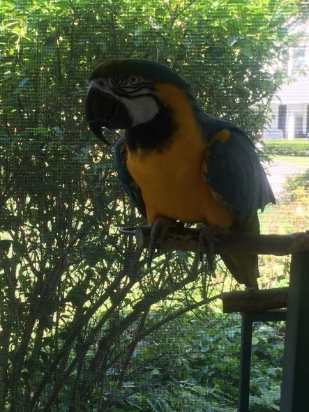 Arthur, an adopted Macaw in North Babylon, NY_image-1