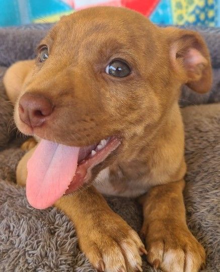 Berenstain, an adoptable Terrier & Labrador Retriever Mix in Lenoir, NC_image-2