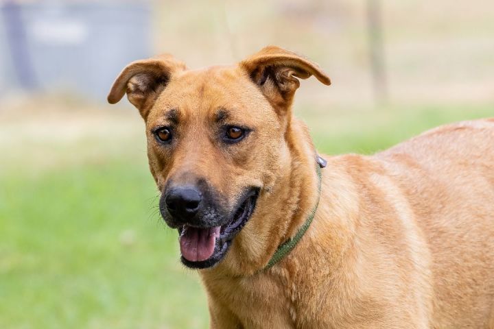 Dog for adoption - Opal, a Shepherd Mix in Pearce, AZ | Petfinder