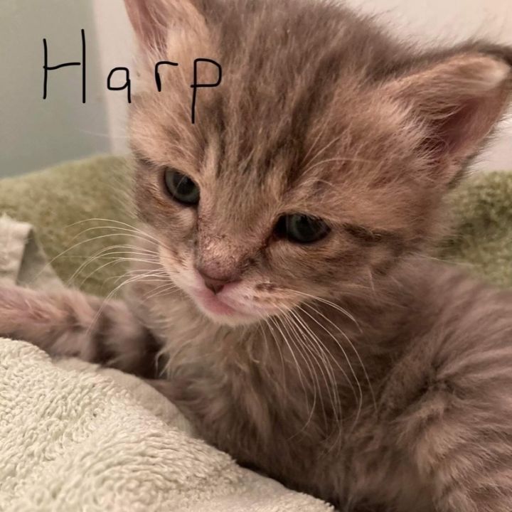 Harp, an adoptable Domestic Short Hair in Queenstown, MD_image-2