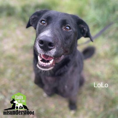 LoLo, an adoptable Border Collie, Labrador Retriever in Calgary, AB, T2A 6G9 | Photo Image 1
