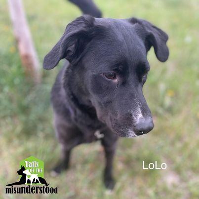 LoLo, an adoptable Border Collie, Labrador Retriever in Calgary, AB, T2A 6G9 | Photo Image 2