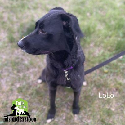 LoLo, an adoptable Border Collie, Labrador Retriever in Calgary, AB, T2A 6G9 | Photo Image 3