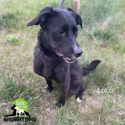 LoLo, an adoptable Border Collie, Labrador Retriever in Calgary, AB, T2A 6G9 | Photo Image 4