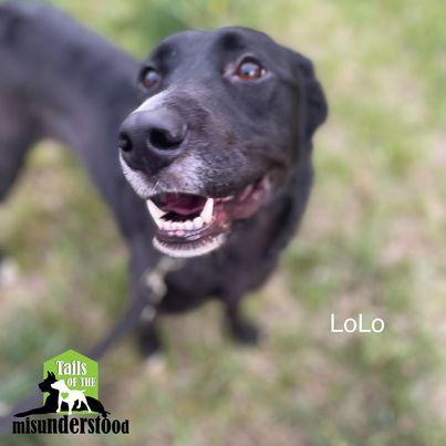 LoLo, an adoptable Border Collie, Labrador Retriever in Calgary, AB, T2A 6G9 | Photo Image 5