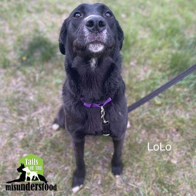LoLo, an adoptable Border Collie, Labrador Retriever in Calgary, AB, T2A 6G9 | Photo Image 6