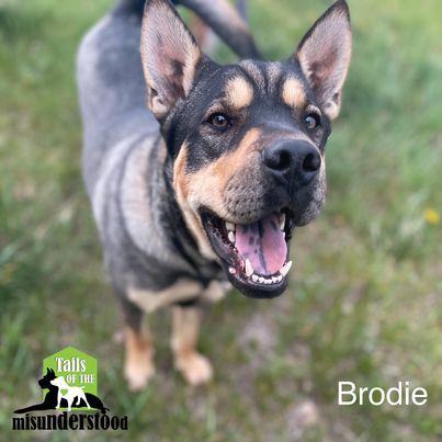 Brodie, an adoptable Shar-Pei, Labrador Retriever in Calgary, AB, T2A 6G9 | Photo Image 1