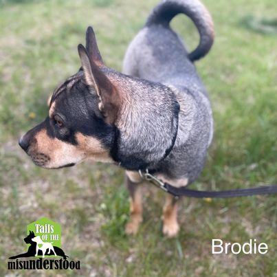 Adopt a Senior Dog - Meet Brodie at the TCHS