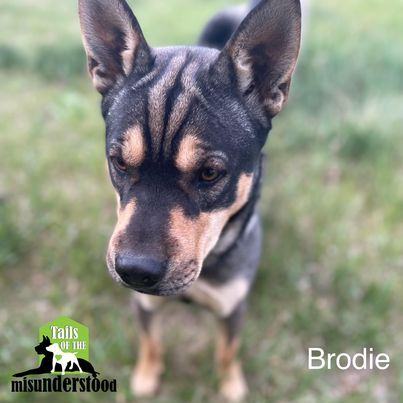 Brodie, an adoptable Shar-Pei, Labrador Retriever in Calgary, AB, T2A 6G9 | Photo Image 3