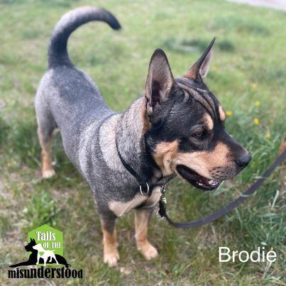 Brodie, an adoptable Shar-Pei, Labrador Retriever in Calgary, AB, T2A 6G9 | Photo Image 4