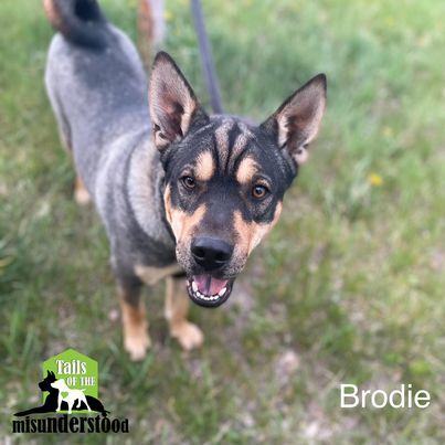 Adopt a Senior Dog - Meet Brodie at the TCHS