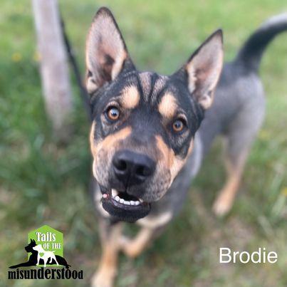 Brodie, an adoptable Shar-Pei, Labrador Retriever in Calgary, AB, T2A 6G9 | Photo Image 6