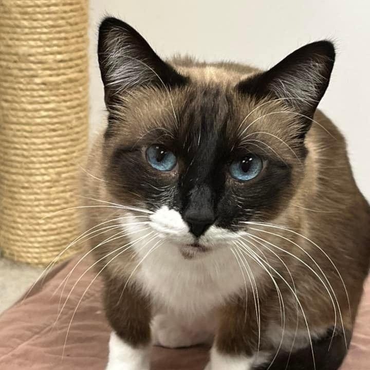 Mandy, an adoptable Snowshoe in Manhattan Beach, CA, 90266 | Photo Image 1