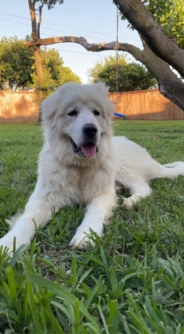 BRONCO, an adopted Great Pyrenees Mix in Dallas, TX_image-1