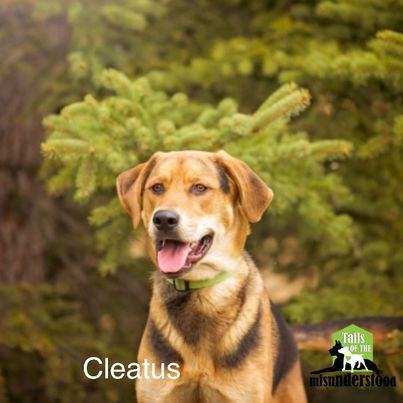 Cleatus, an adoptable Hound in Calgary, AB, T2A 6G9 | Photo Image 1