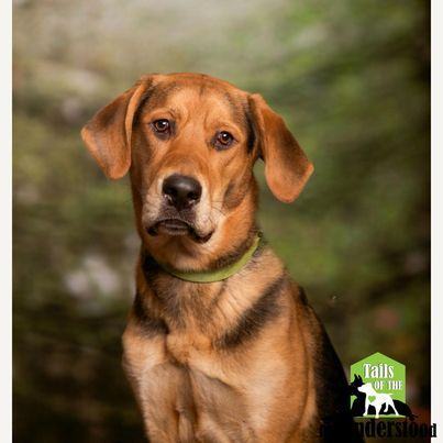 Cleatus, an adoptable Hound in Calgary, AB, T2A 6G9 | Photo Image 3