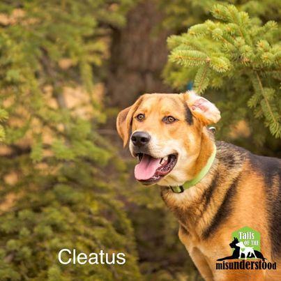 Cleatus, an adoptable Hound in Calgary, AB, T2A 6G9 | Photo Image 4