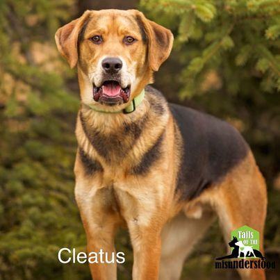 Cleatus, an adoptable Hound in Calgary, AB, T2A 6G9 | Photo Image 5