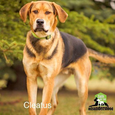 Cleatus, an adoptable Hound in Calgary, AB, T2A 6G9 | Photo Image 6