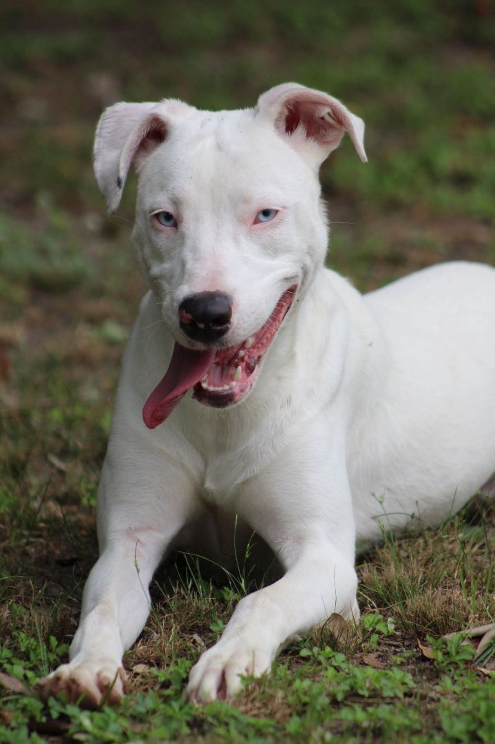 Lilly (deaf), an adoptable Catahoula Leopard Dog in Ocean Springs, MS, 39564 | Photo Image 1