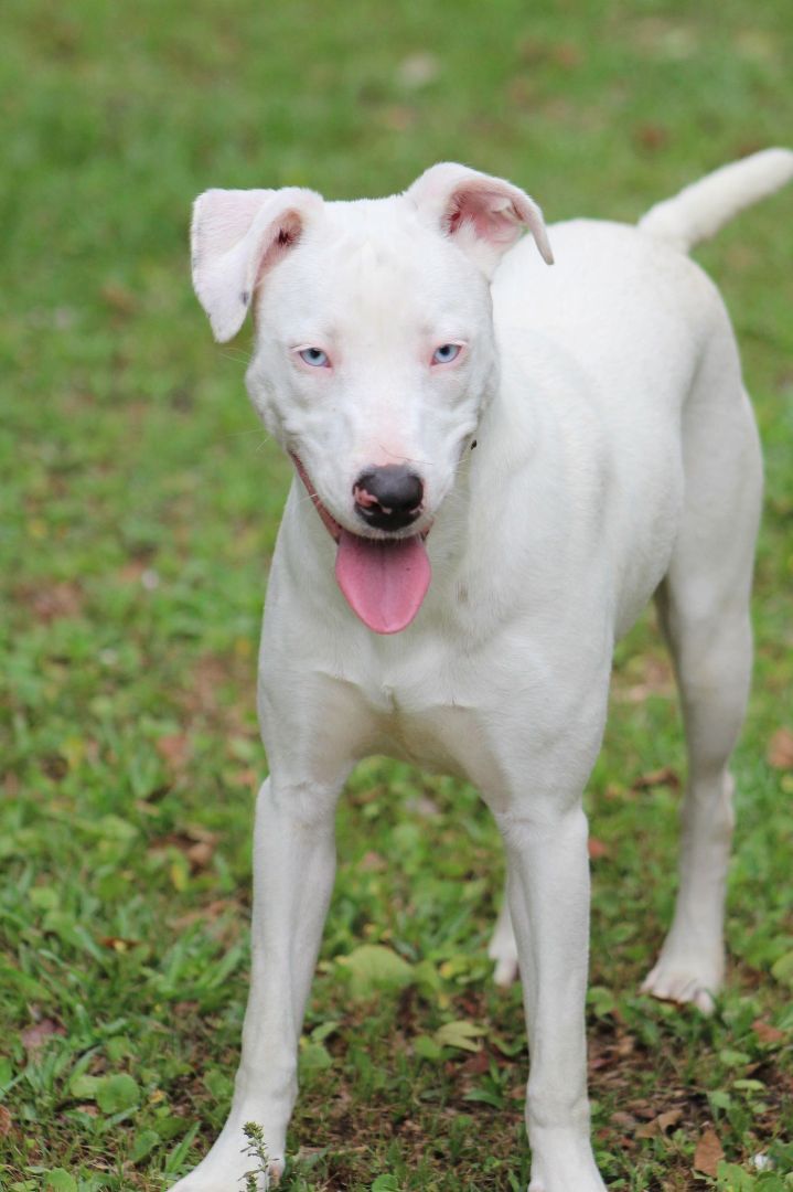 Lilly (deaf), an adoptable Catahoula Leopard Dog in Ocean Springs, MS, 39564 | Photo Image 2