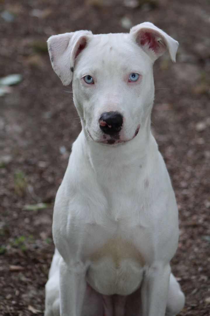 Lilly (deaf), an adoptable Catahoula Leopard Dog in Ocean Springs, MS, 39564 | Photo Image 3