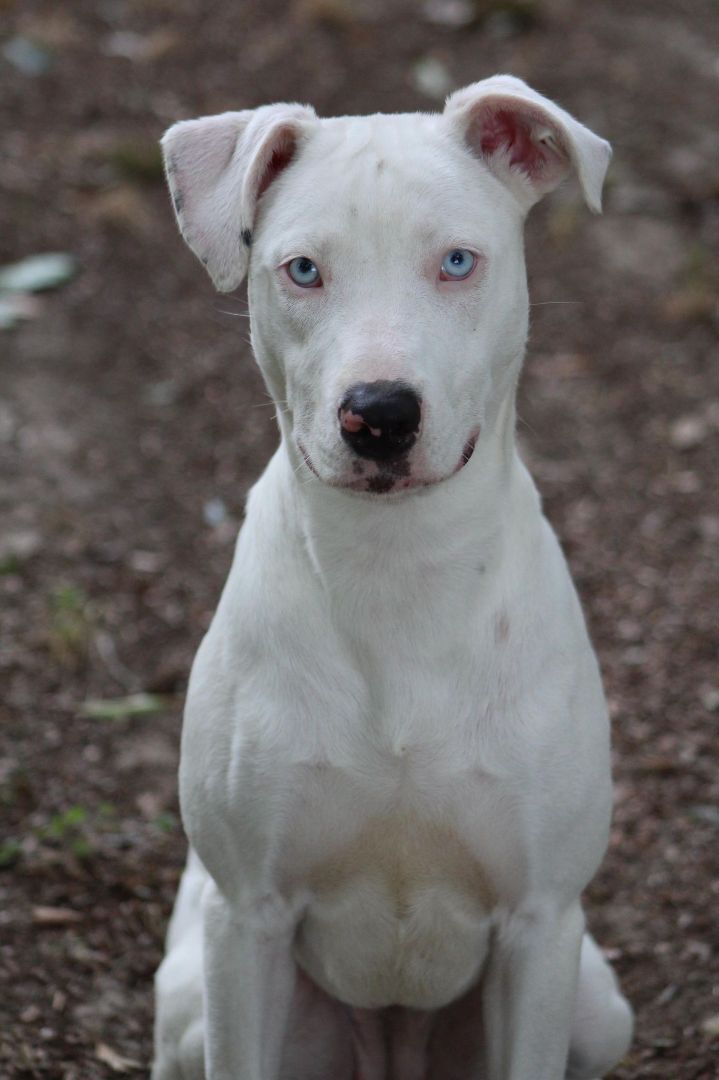 White hot sale catahoula puppy