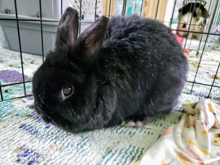 Shadow, an adopted Dwarf & Lionhead Mix in Philadelphia , PA_image-1