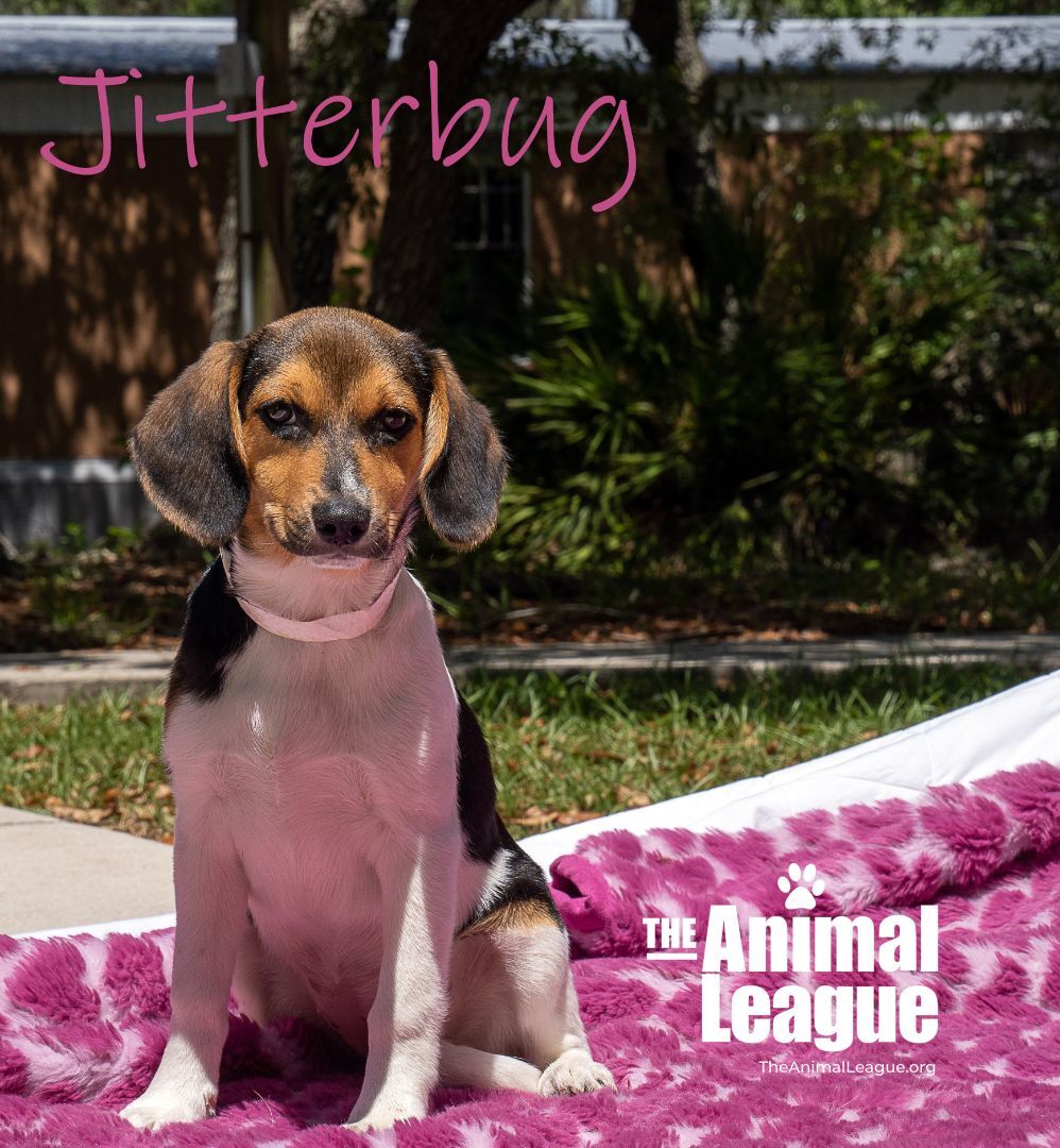 Jitterbug