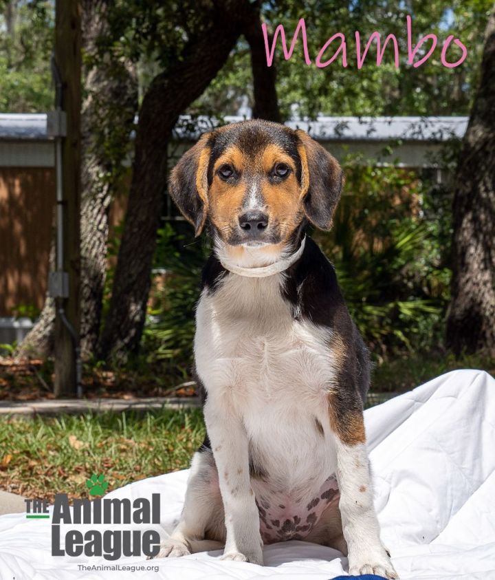 Mambo, an adoptable Beagle Mix in Clermont, FL_image-2