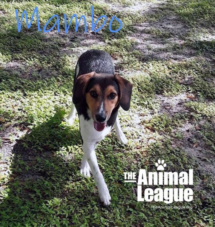Mambo, an adoptable Beagle Mix in Clermont, FL_image-1