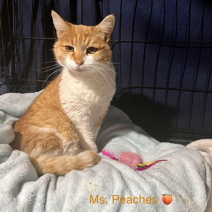 Peaches, an adoptable Domestic Short Hair in Manchester, CT, 06042 | Photo Image 2