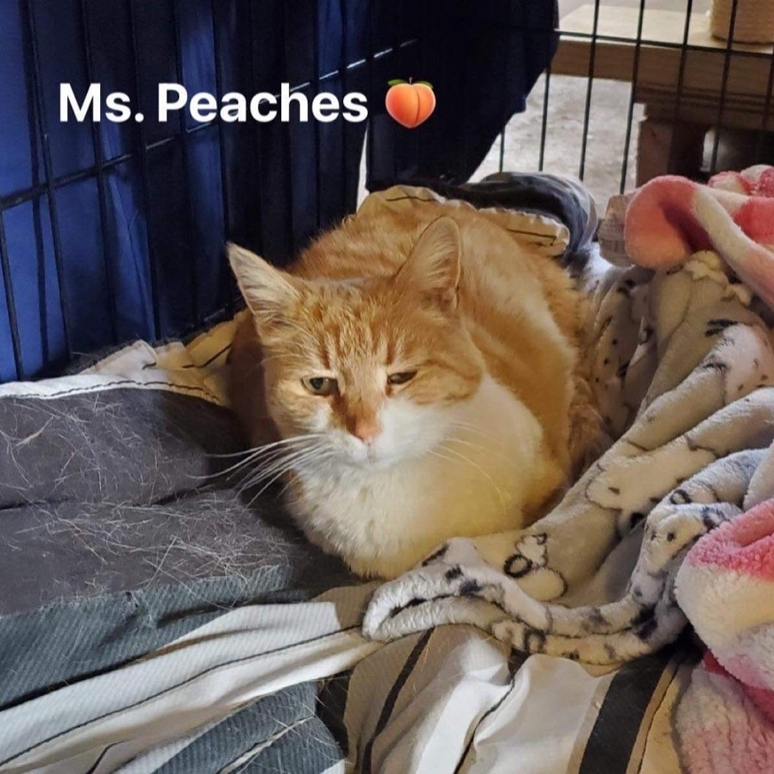 Peaches, an adoptable Domestic Short Hair in Manchester, CT, 06042 | Photo Image 7