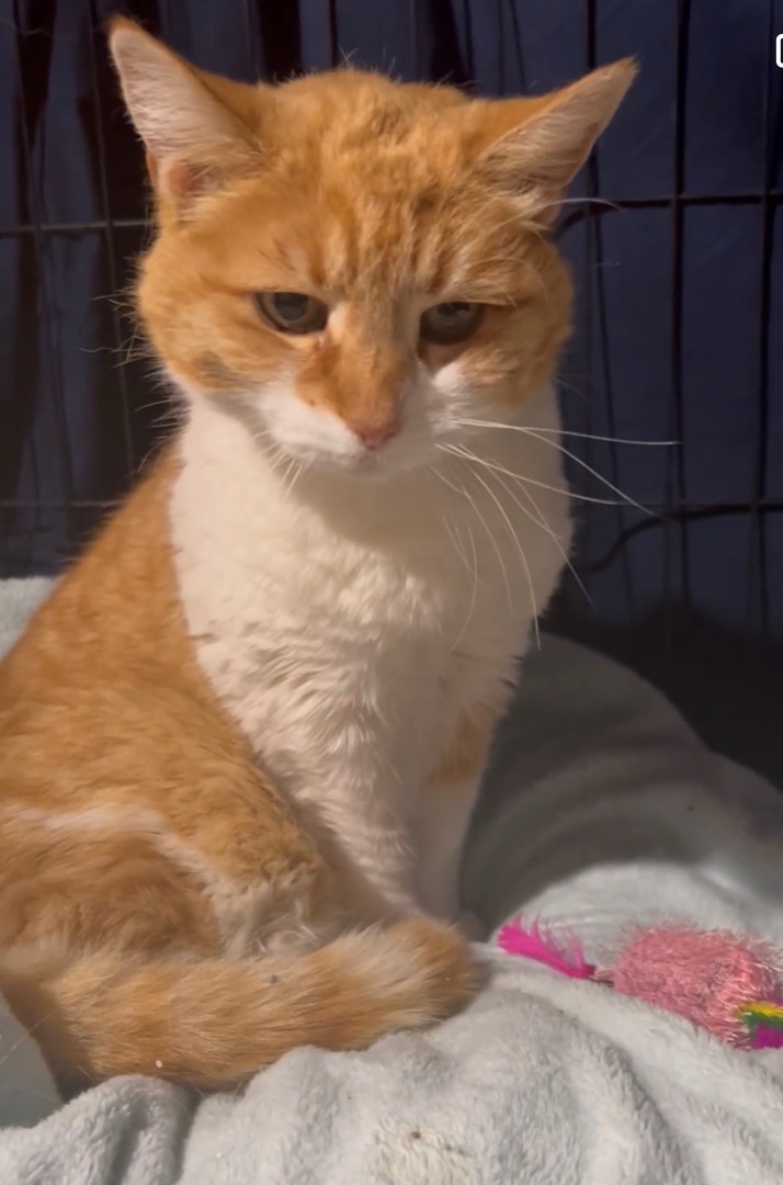 Peaches, an adoptable Domestic Short Hair in Manchester, CT, 06042 | Photo Image 8