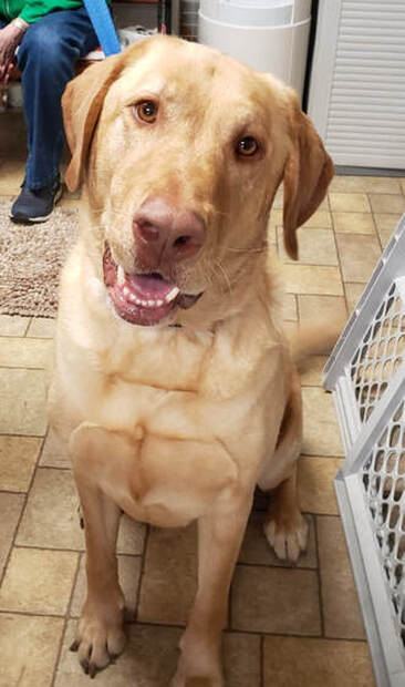 Zeke, an adoptable Labrador Retriever in Benld, IL, 62009 | Photo Image 2