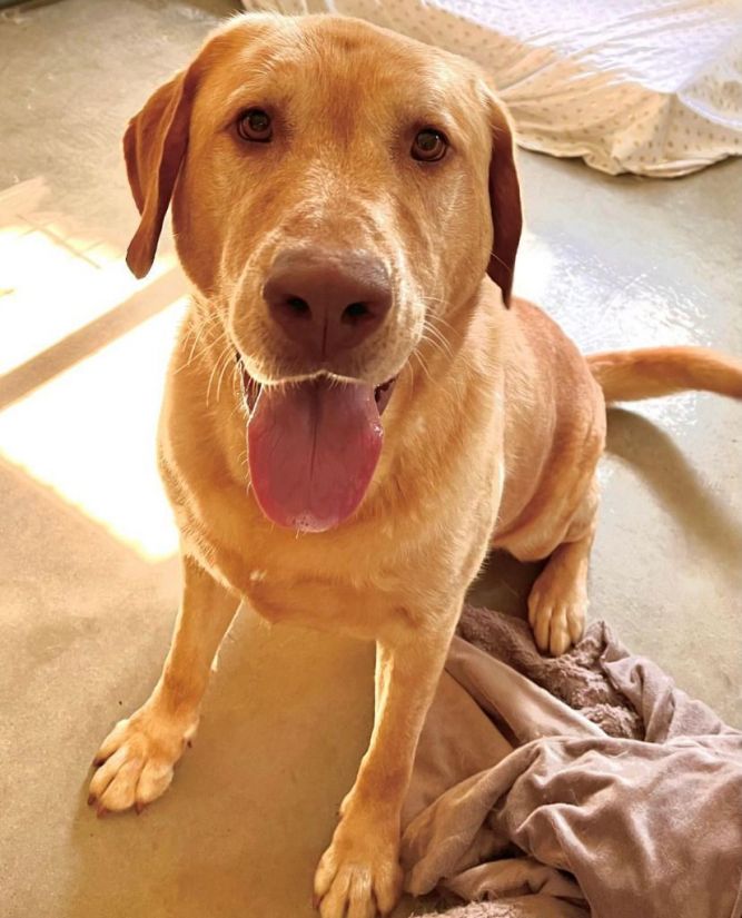 Dog for adoption Zeke, a Labrador Retriever in Benld, IL Petfinder