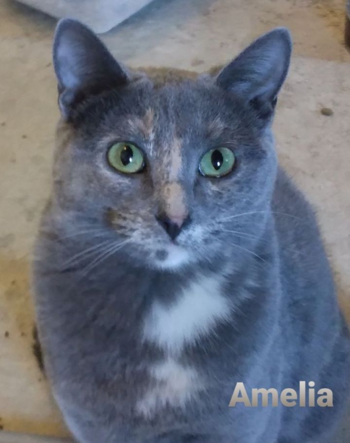 Amelia, an adoptable Domestic Short Hair in Colfax, IA_image-1