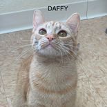 Daffy 1