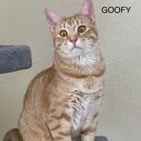 Goofy, an adopted Domestic Medium Hair in Rushville, IL_image-1