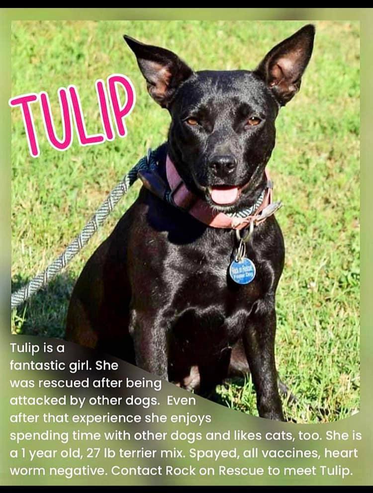 Tulip