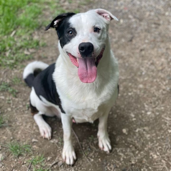 collie pit mix puppies