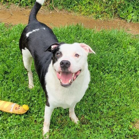 Dog For Adoption - Fynn, A Border Collie & Pit Bull Terrier Mix In  Myerstown, Pa | Petfinder