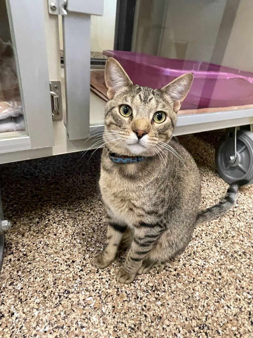 Cat for adoption Lake, a Domestic Short Hair in Hackensack, MN