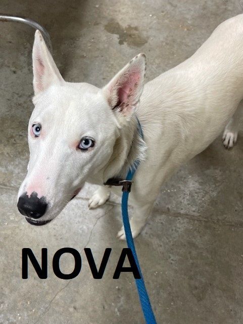 NOVA