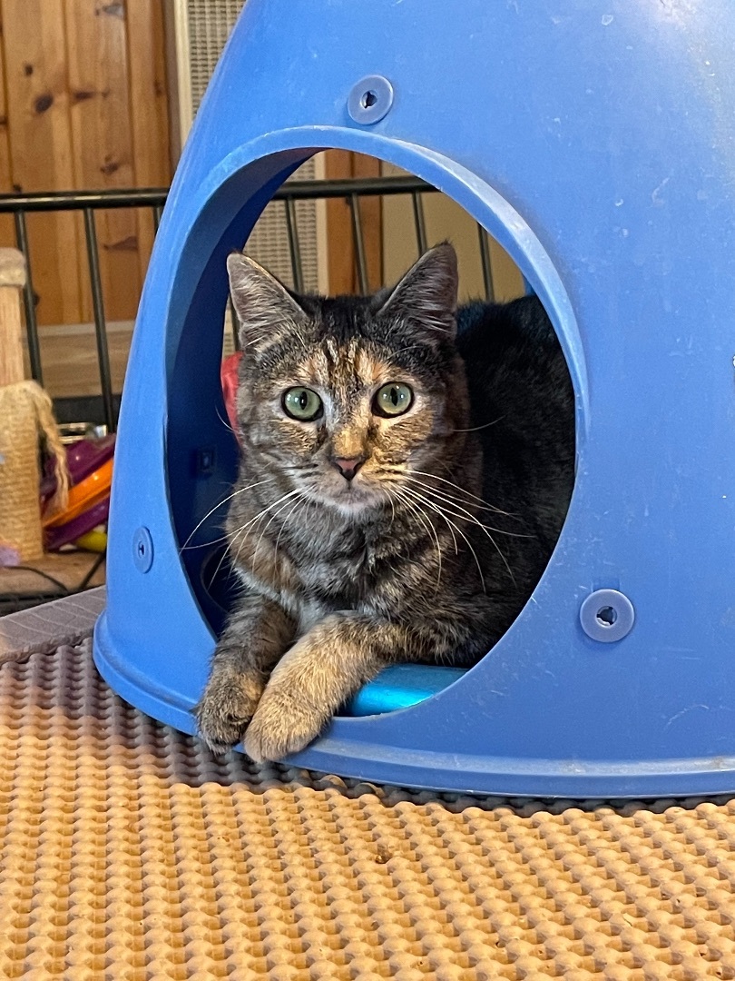 Kale, an adoptable Domestic Short Hair, Torbie in Mountain Center, CA, 92561 | Photo Image 1