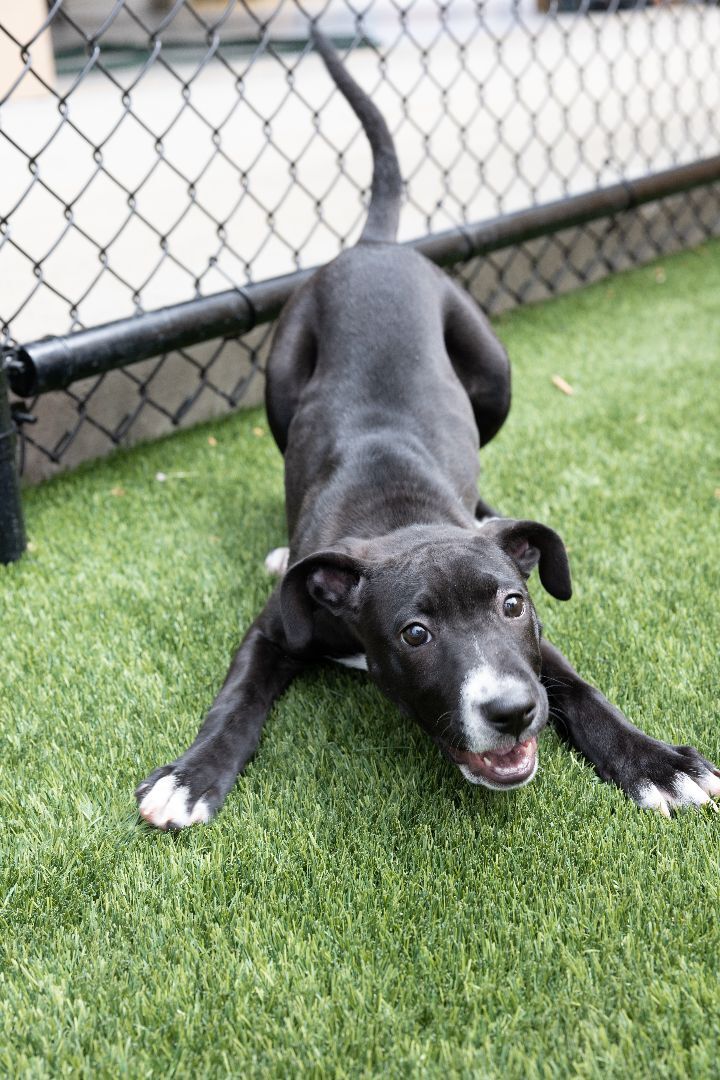 Loopy, an adoptable Hound & Pit Bull Terrier Mix in Naperville, IL_image-5
