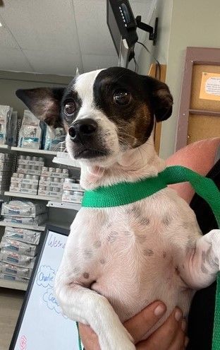 Gabbi, an adoptable Jack Russell Terrier, Chihuahua in Albany, NY, 12205 | Photo Image 1